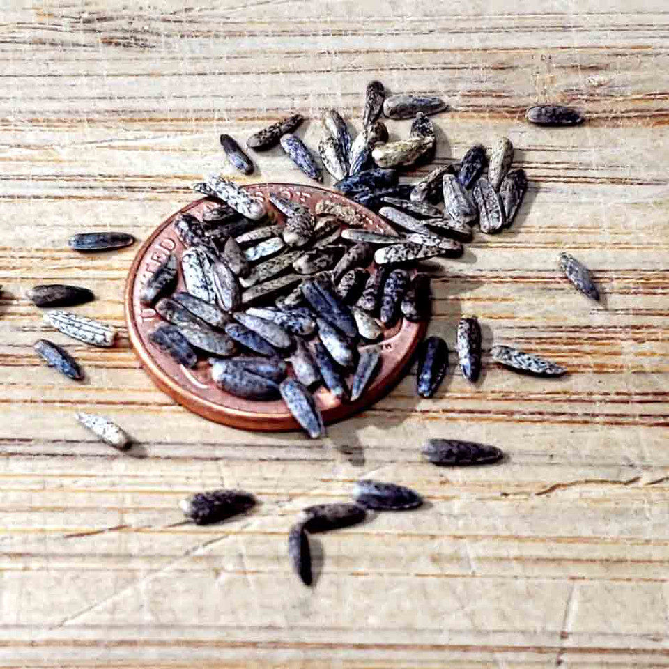 Maximilian's Heirloom Sunflower Seeds Terroir Seeds