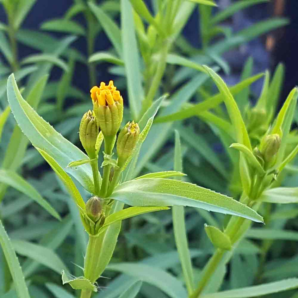 Mexican Marigold/Mexican Tarragon Seeds Terroir Seeds