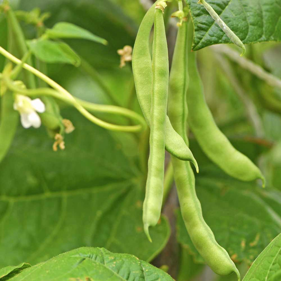 Lazy Housewife Heirloom Pole Bean Seeds Terroir Seeds