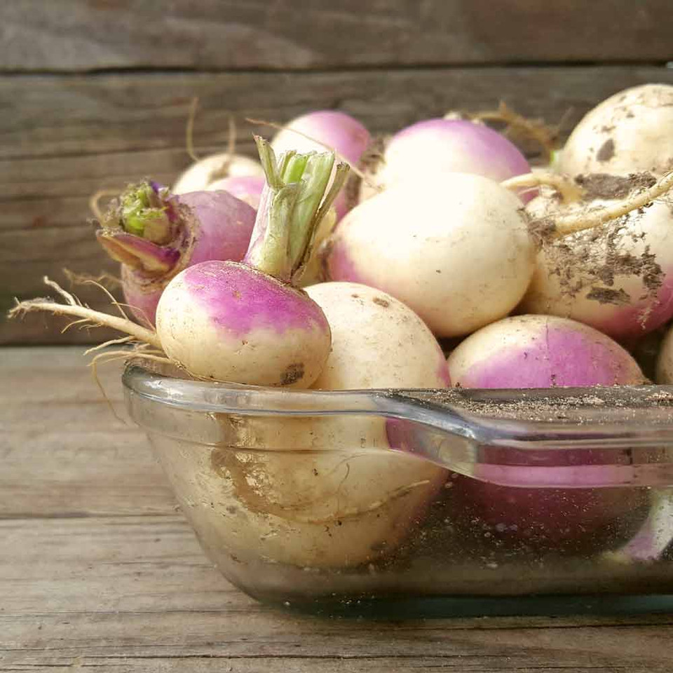Purple Top Globe Heirloom Turnip Seeds Terroir Seeds