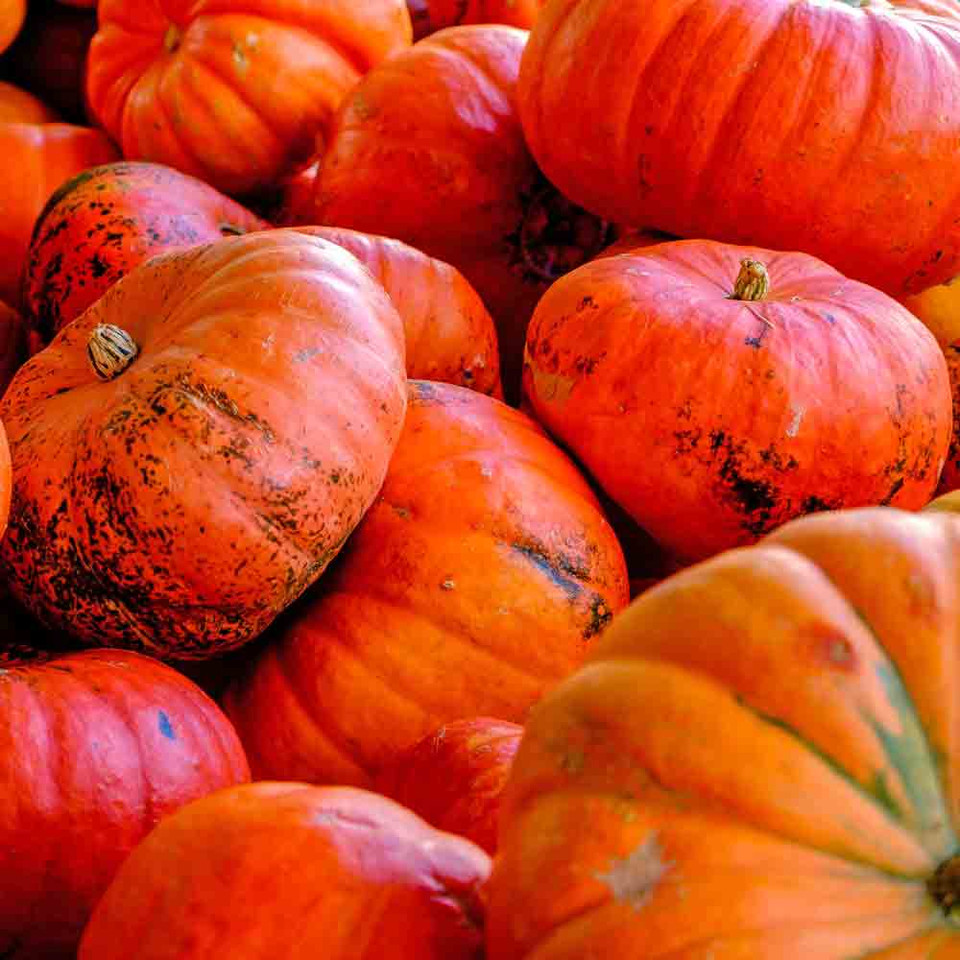 Cinderella Heirloom Pumpkin Seeds Terroir Seeds