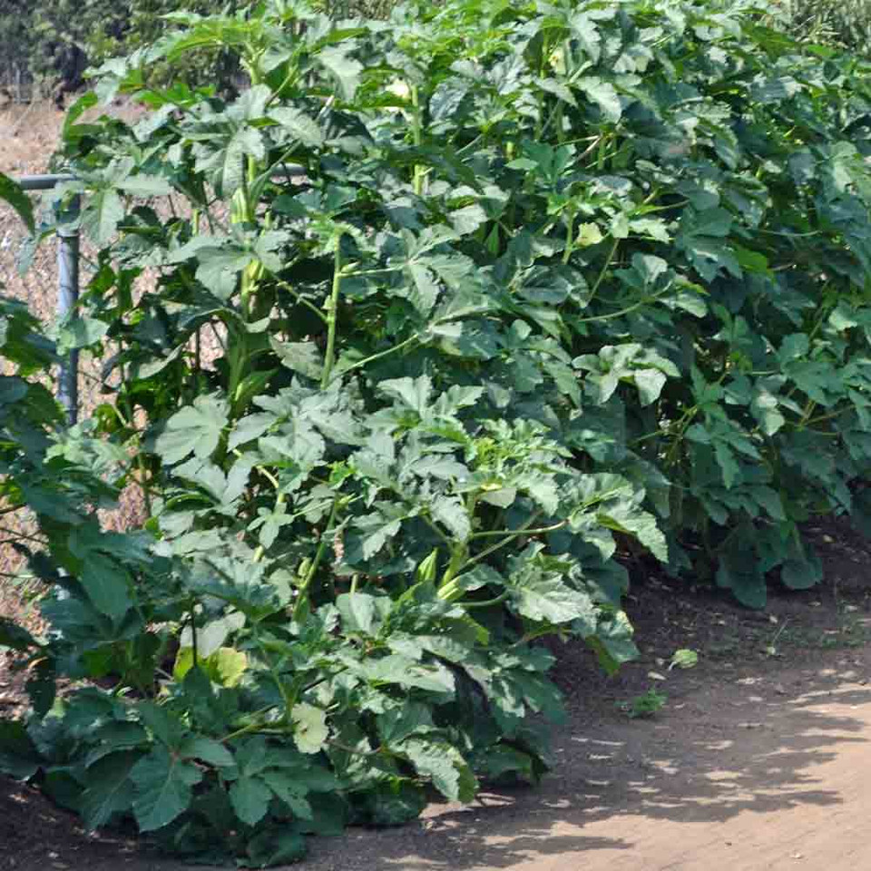 Louisiana Short Pod Heirloom Okra Seeds Terroir Seeds