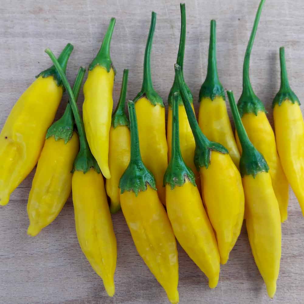 Yellow Lemon Drop Pepper Seeds – Pepper Joe's