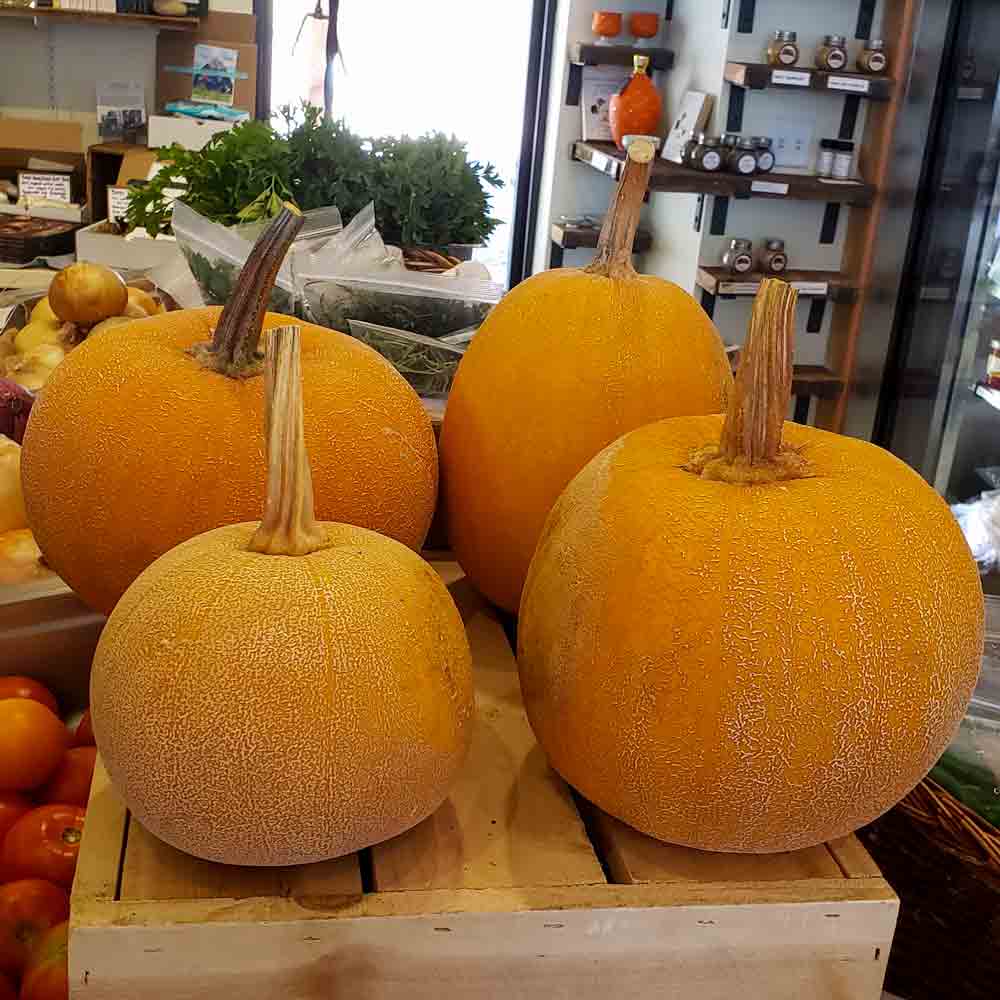 ☆pumpkin pie☆ 00039000045216.png