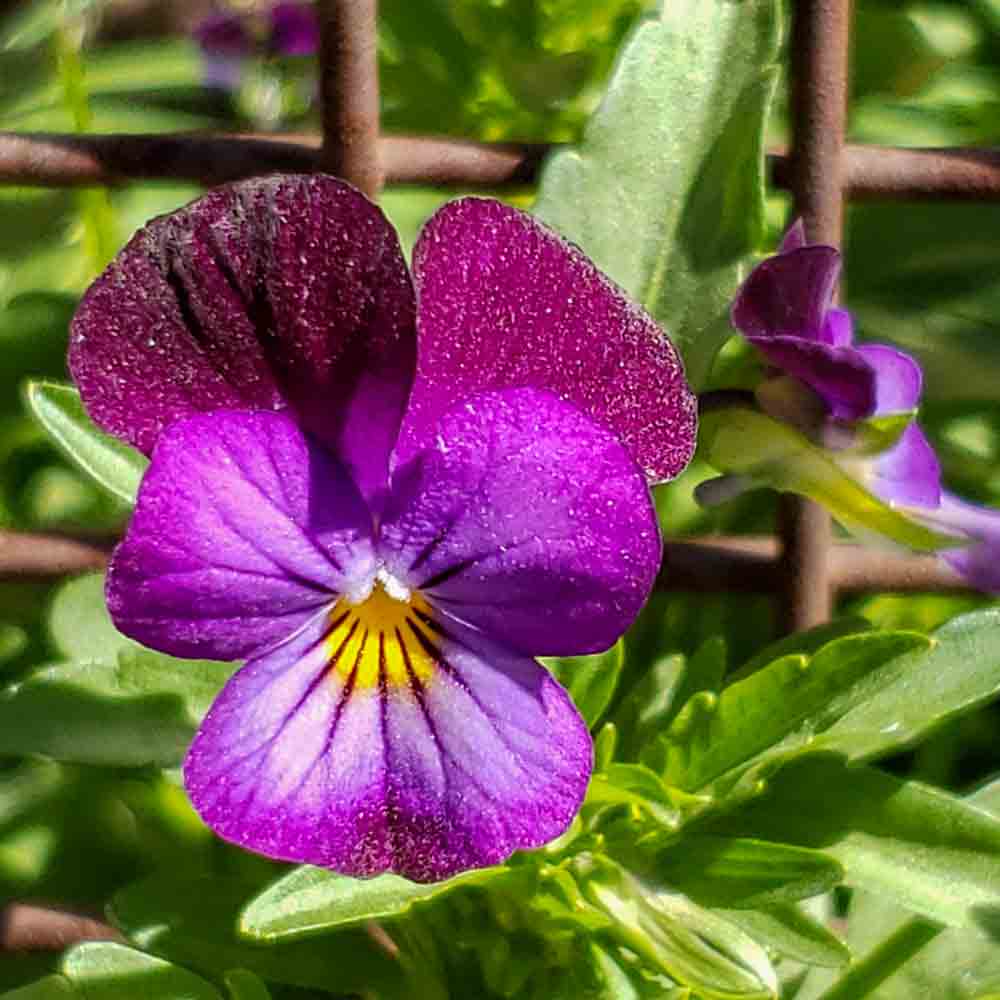 Heirloom Johnny Jump-Up Seeds | Terroir Seeds