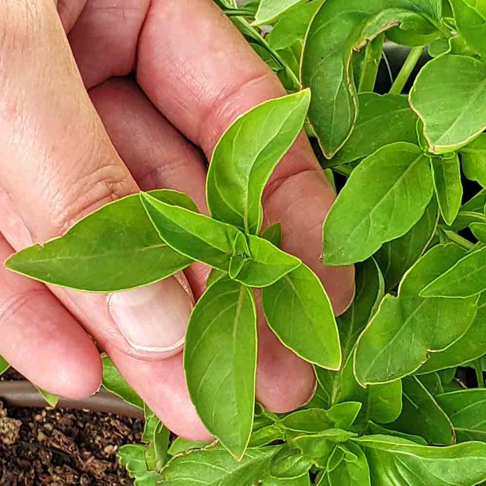 Marseilles Basil Seeds Ocimum basilicum Marseilles