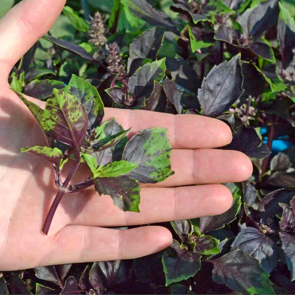 Purple Dark Opal Basil Seeds Terroir Seeds