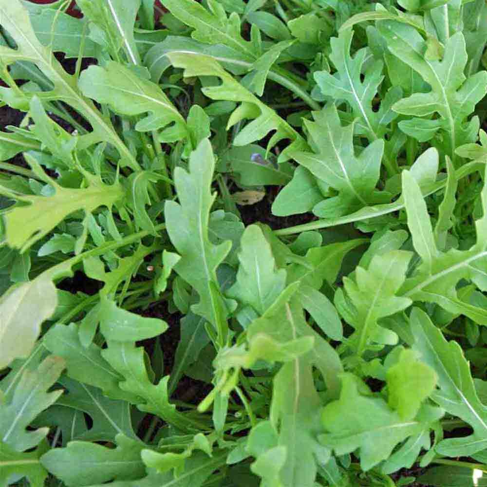 Organic Rocket Salad, Roquette Arugula Seeds - 300 Mg