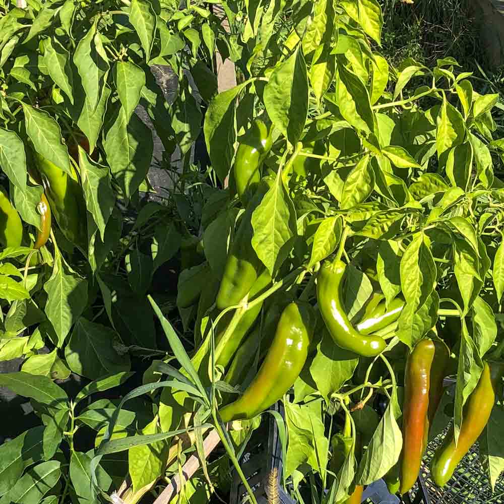 25 Anaheim Chile Pepper Seeds - Organic Mild NON-GMO Heirloom USA Grown
