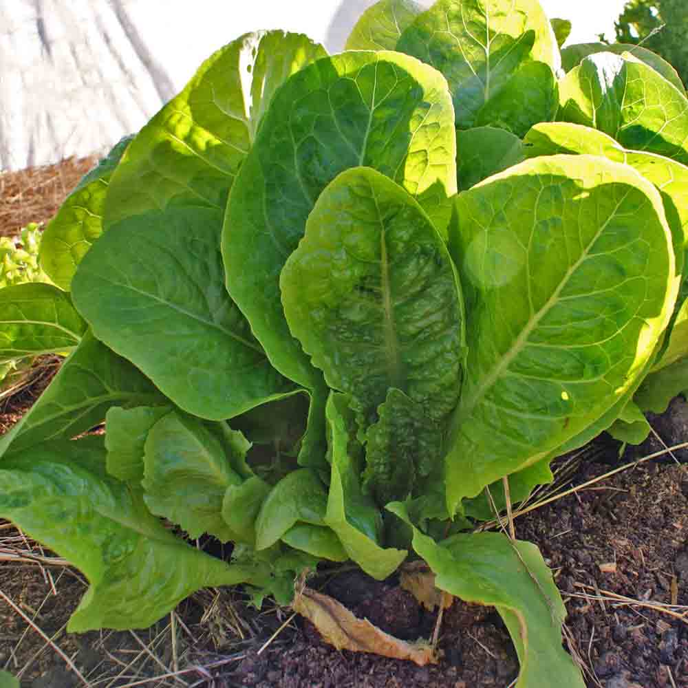 Jericho Heirloom Lettuce Seeds Terroir Seeds