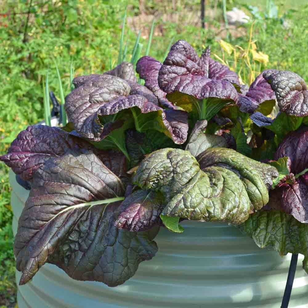  Mustard Greens Red Giant FBA-3768 (Red) 200 Non-GMO, Heirloom  Seeds : Patio, Lawn & Garden