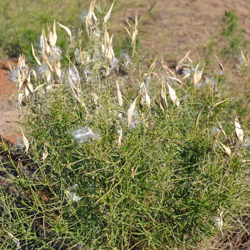 Horsetail Milkweed Seeds Asclepias Subverticillata Terroir Seeds