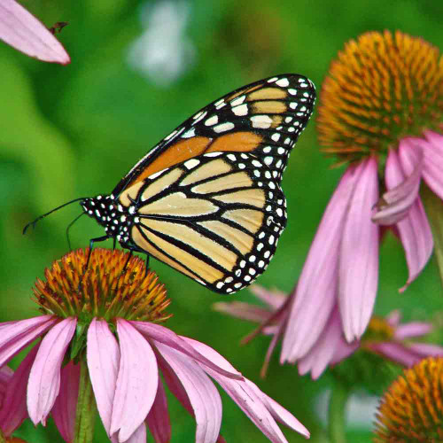 Edible Flower Seed Mix