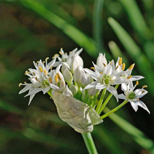 Chinese Chives Fragrant Flowered Garlic Organic Seeds Chinese Chives Fragrant Flowered Garlic Organic Seeds