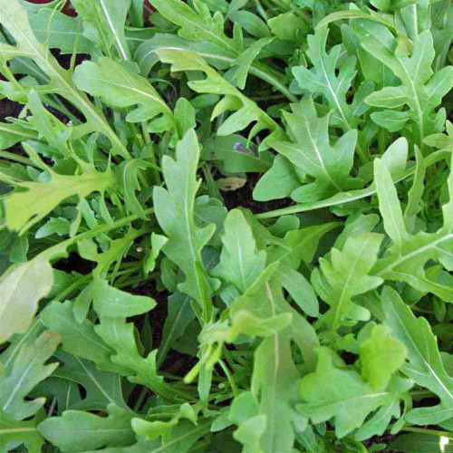 Rucola Dragon/'s Tongue Rocket 100+ seeds INTERESTING and FINE!