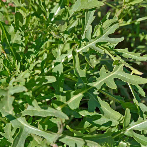 Spice Pages: Rocket (Eruca sativa, Sisymbrium officinale, rucola, arugula)