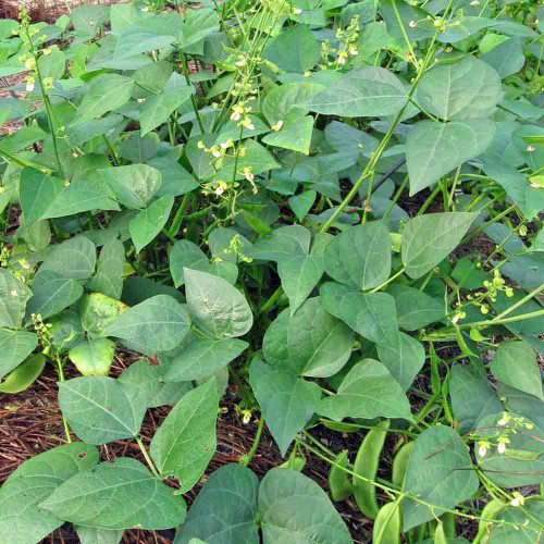 catnip plant in spanish Nepeta cataria v. citrata (4