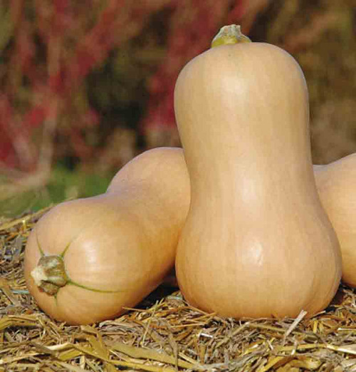 Heirloom Award Winning Waltham Butternut Squash Seeds-C 087 25 Heirloom Award Winning Waltham Butternut Squash Seeds-C 087 25