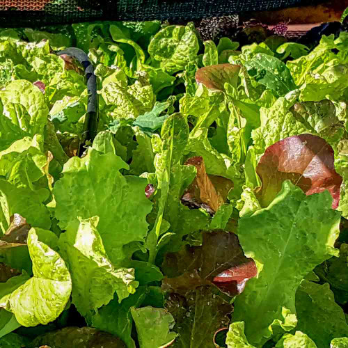 750 NON-GMO SEEDS Buttercrunch Lettuce Seeds