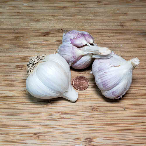 The Difference Between Hardneck and Softneck Garlic + Top 12