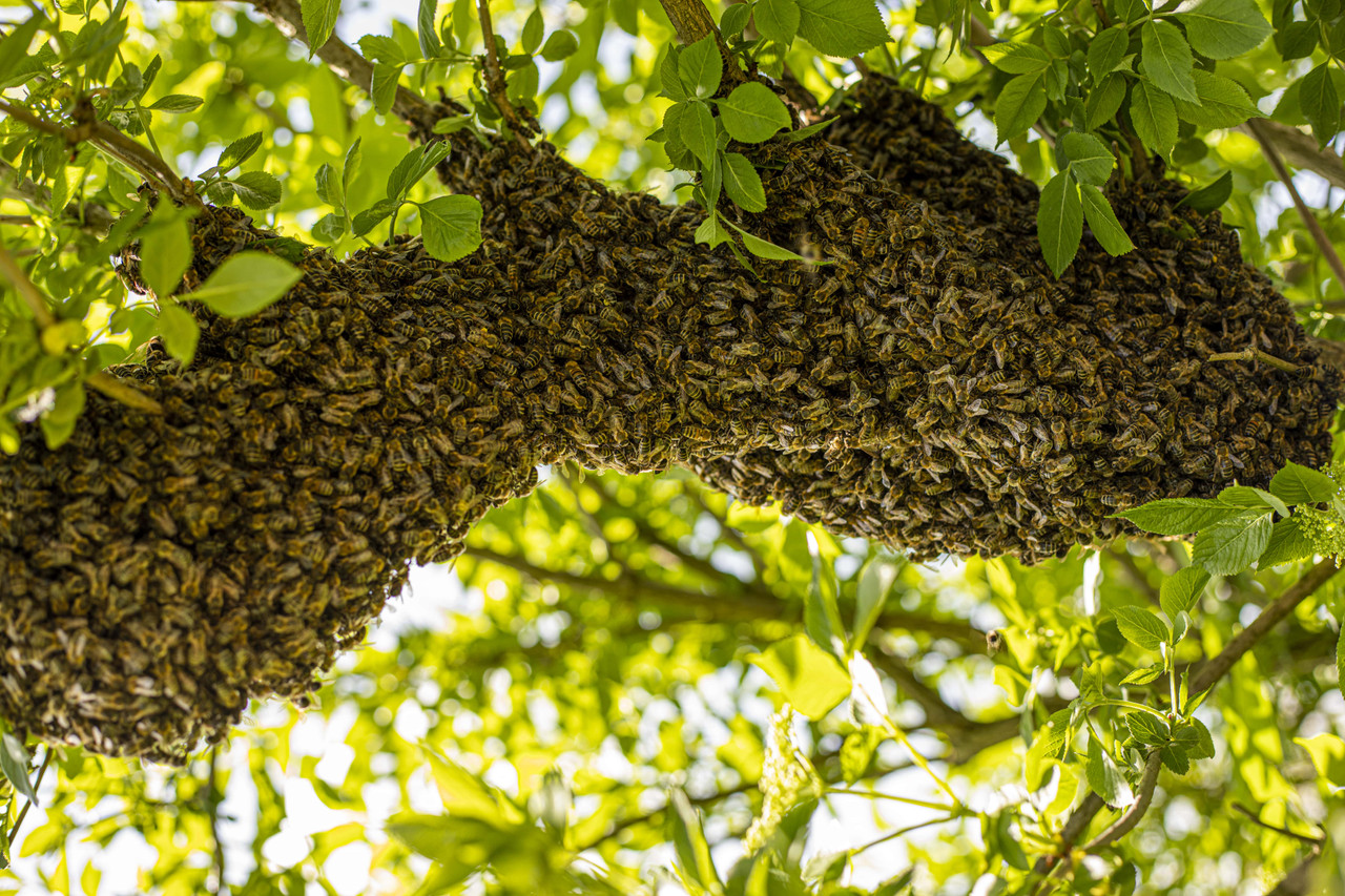 Honey Half Gallon - Walker Farms