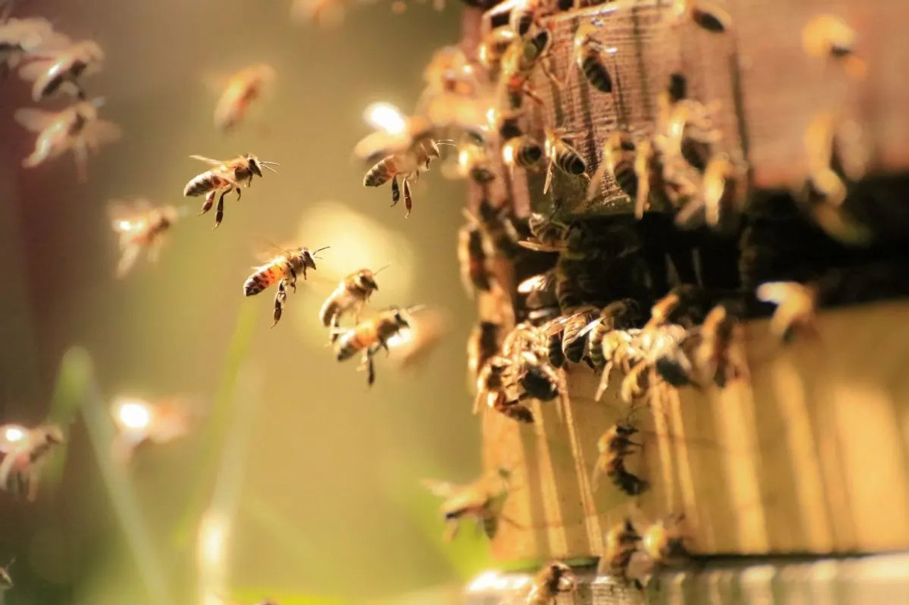 Bee-Coming a Beekeeper - New Hampshire Home Magazine