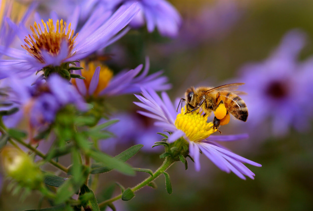 Bee Pollen  Flying Bee Ranch in Salem, Oregon