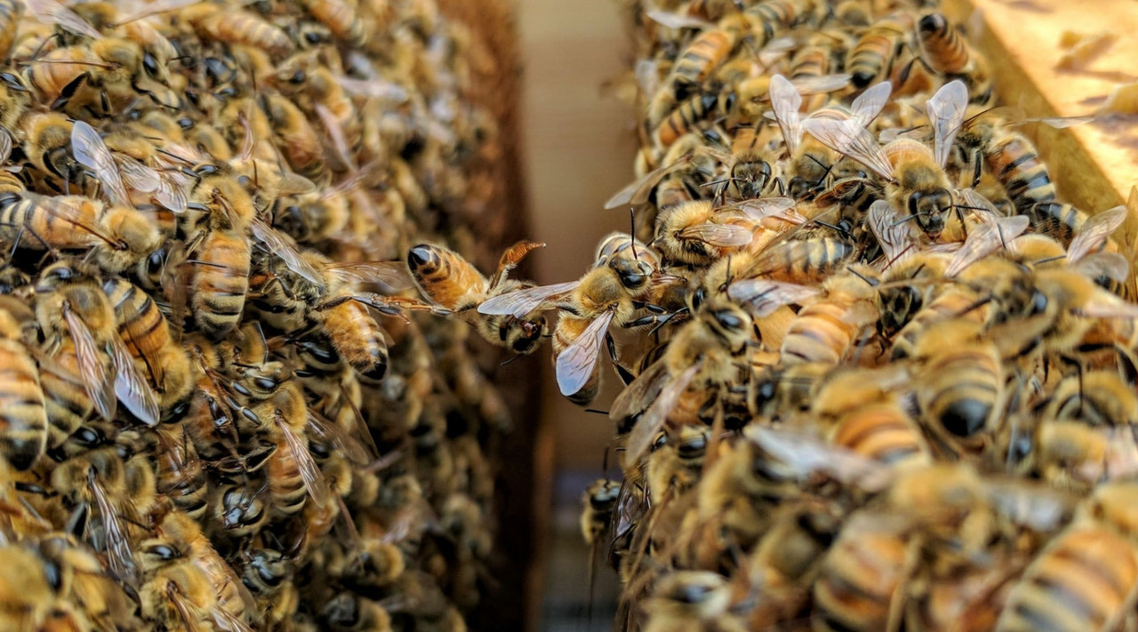 Beginner Beekeepers  Three Rivers Beekeeping Club - St. Charles MO