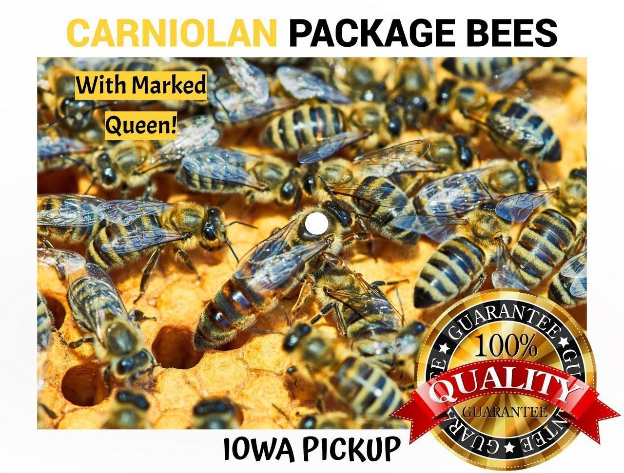 3 lb Package 2027 Carniolan Honey Bees For Sale Midwest | Lappe's