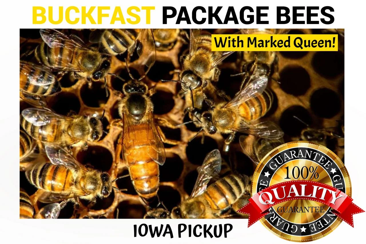 3 lb Package 2027 Buckfast Honey Bees For Sale Midwest | Lappe's