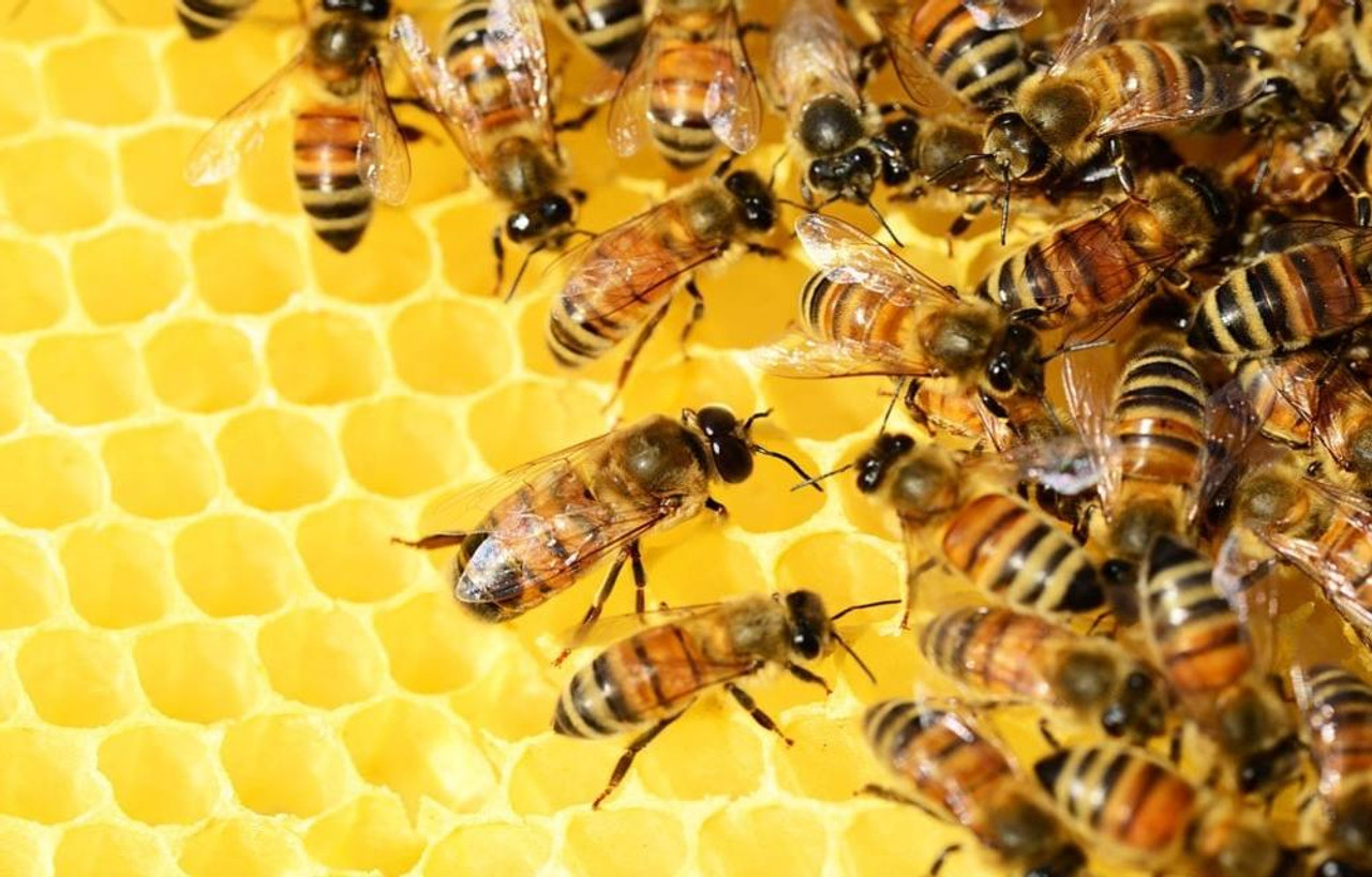 Shipped Packages Of Honey Bees For Sale Information Lappes Bee Supply ?t=1646700817