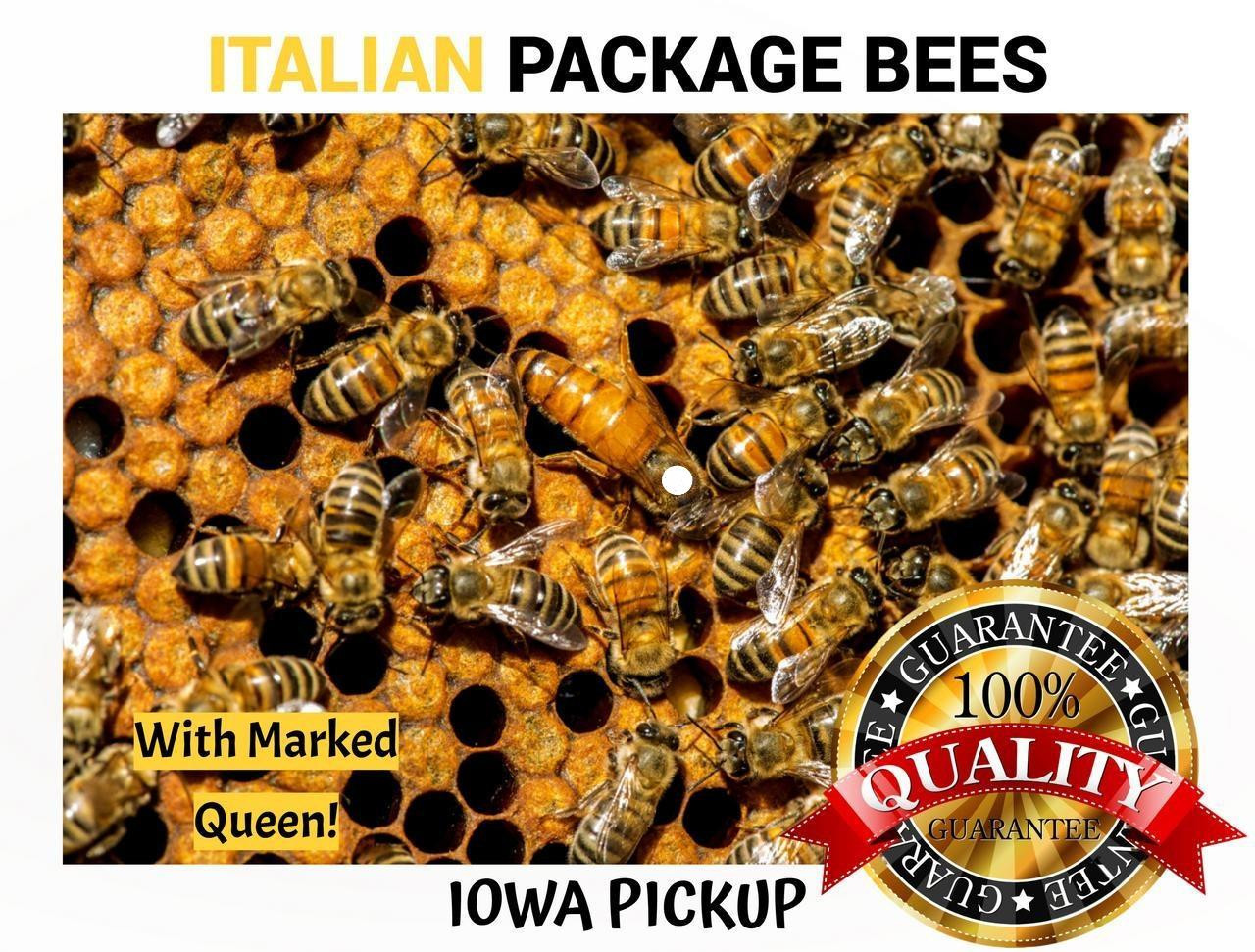 3 lb Italian Package Bees For Sale | Lappes Honey Bee Supply