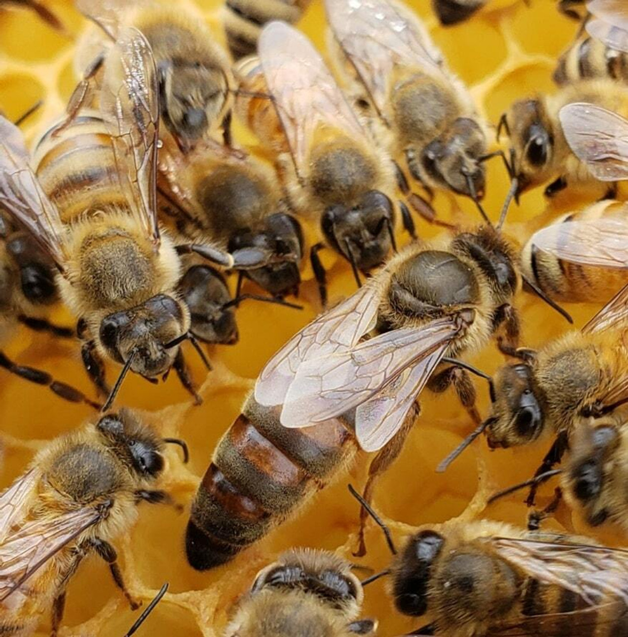 Russian Queen Honey Bees For Sale Free Shipping in Iowa USA Lappe's