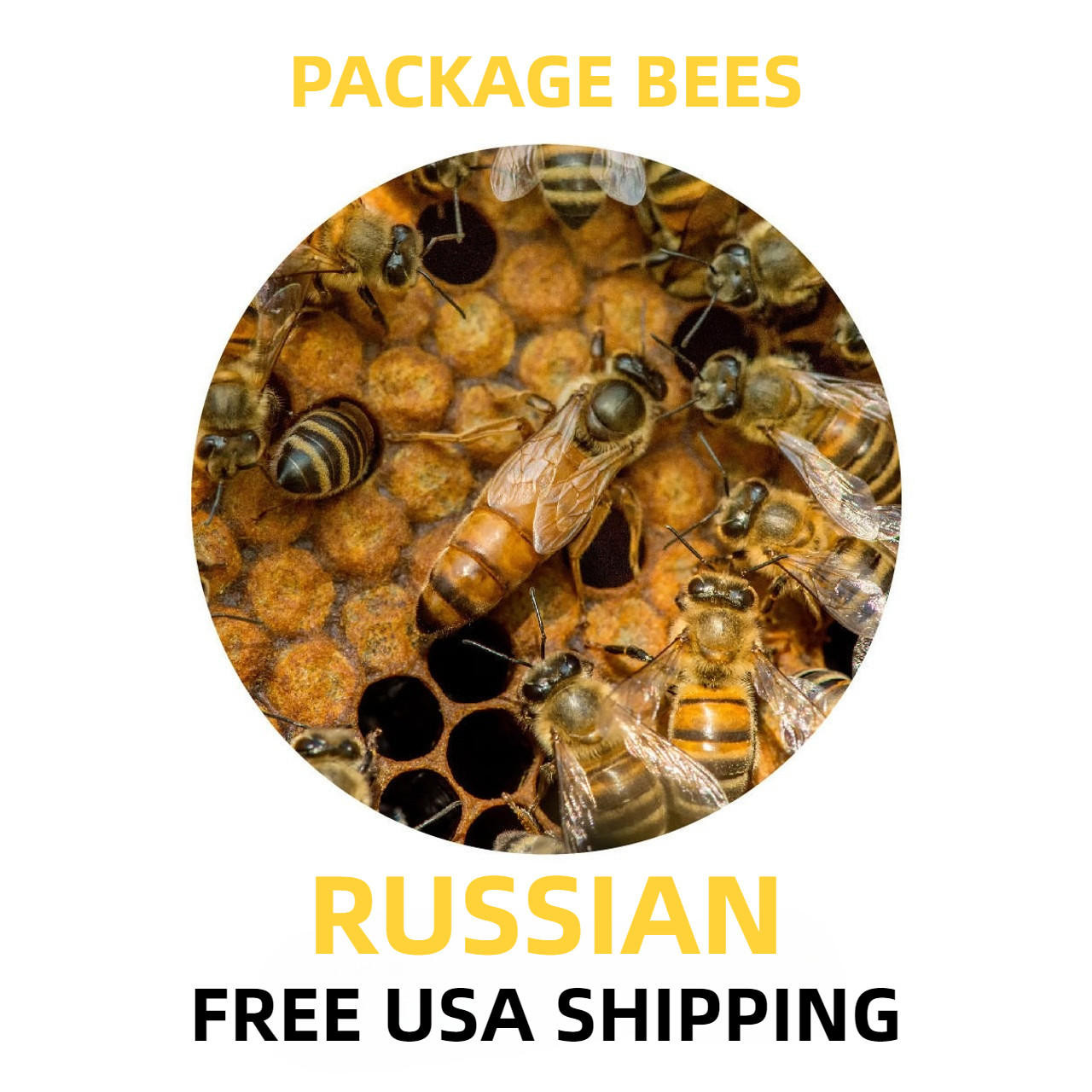 【実生ブセ】AL-hyb セット販売 Purebred Russian Bees For Sale Free Shipping | Lappe's Bee Supply