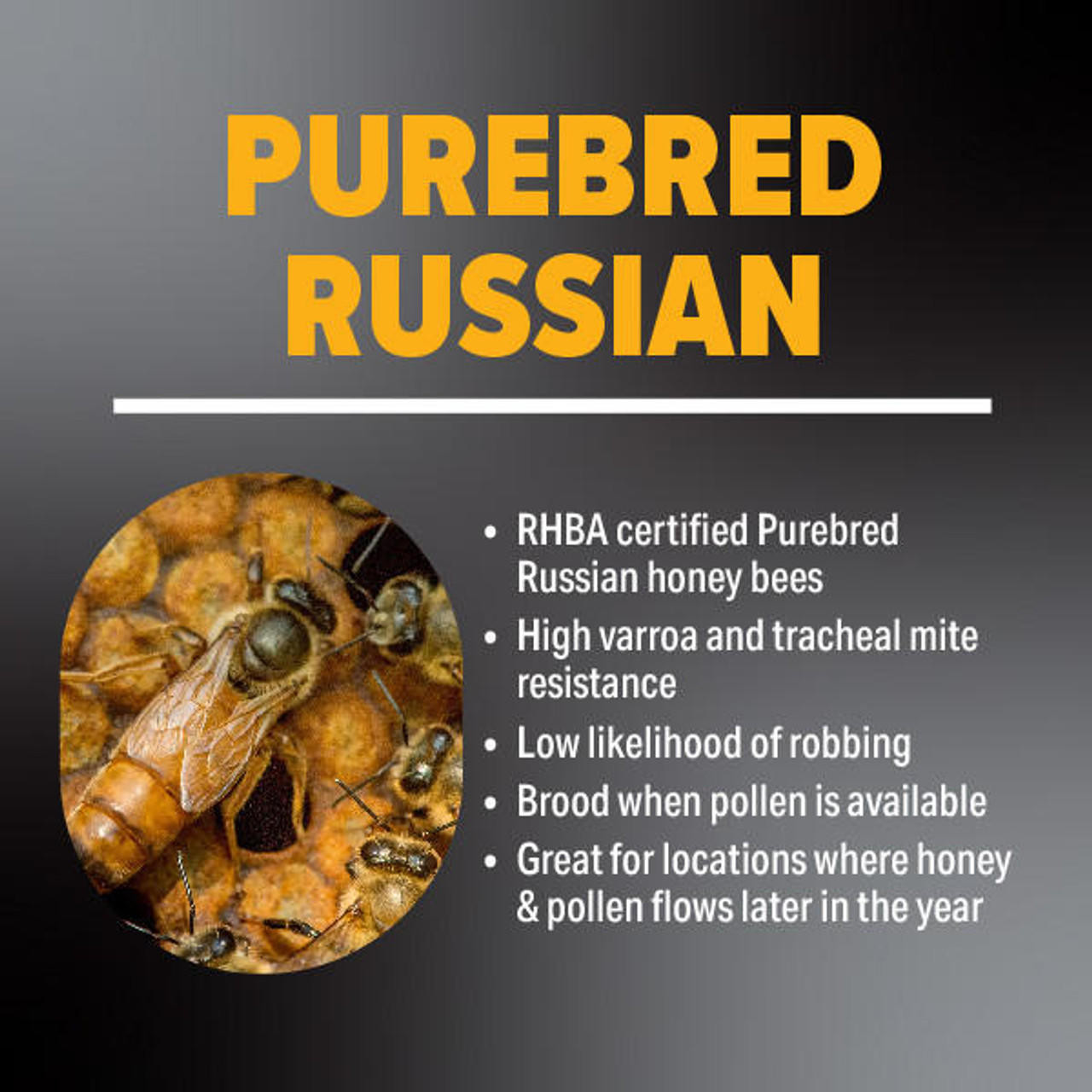 Purebred Russian Bees For Sale Free Shipping | Lappe's Bee Supply