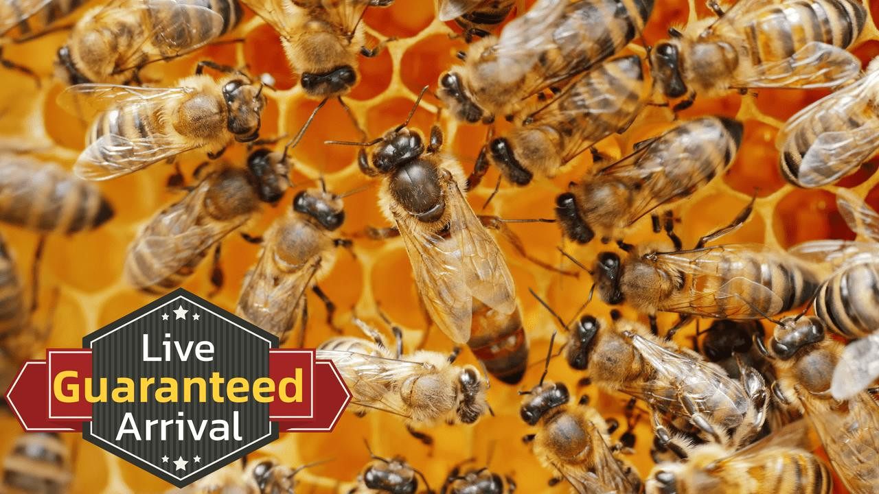 Carniolan Queen Honey Bees For Sale Free Shipping in Iowa USA Lappe's