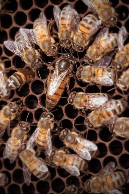 2027 Carniolan Queen Honey Bees For Sale Free Shipping United States Buy Online 3 or more Free UPS Next Day Shipping
