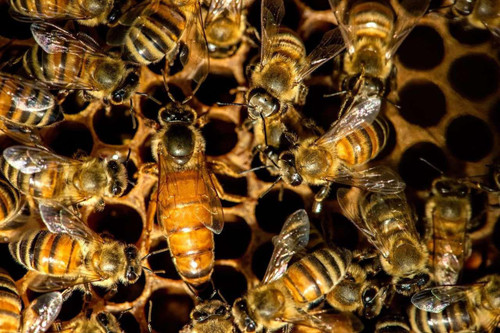 2027 Buckfast Hybrid Queen Bee - Buy 3 or more get Free UPS Next Day Shipping (Similar To Saskatraz In Many Traits! Good Winter & Mite Tolerance)  Lappe's Bee Supply