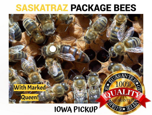 2026 - 3 lb. Package Honey Bees with Saskatraz Queen - Iowa Pickup  Lappe's Bee Supply
