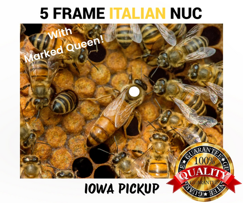 5 Frame Italian (Gentle Breed) Honey Bee Nuc with Marked Queen - 2026 Iowa Pickup  Lappe's Bee Supply