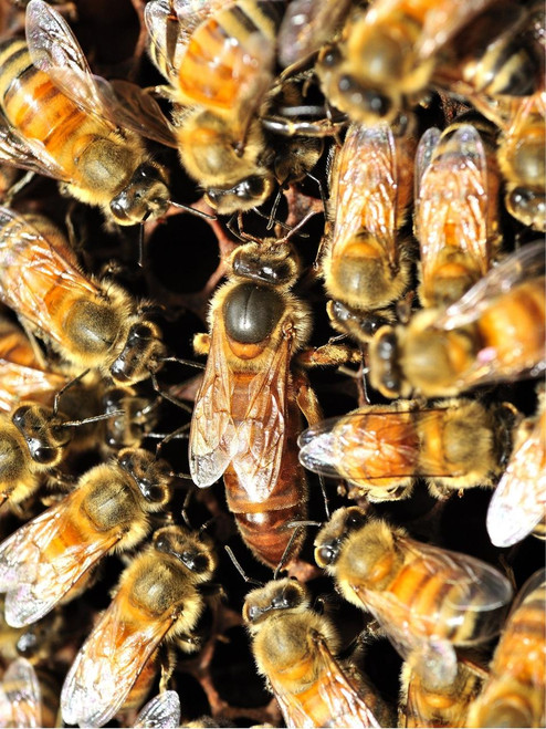 2027 Italian Hybrid (Gentle Breed) Queen Bee - Buy 3 or more get Free UPS Next Day Shipping
