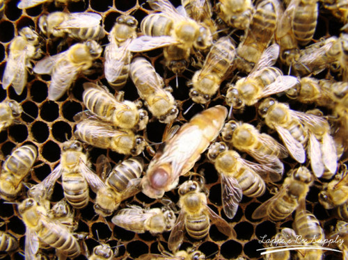 2027 Cordovan Hybrid Queen Bee - Buy 3 or more get Free Next Day Shipping