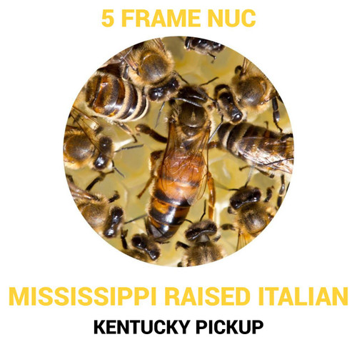 5 Frame Mississippi Raised Italian Nuc - Kentucky Pickup  