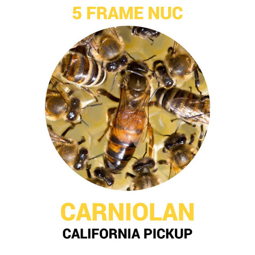 5 Frame Carniolan Russian Hybrid Nuc CA Pickup | Lappe's Bee