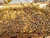5 Frame Buckfast Honey Bee Nuc with Marked Queen – 2027 Iowa Pickup