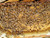 2027 Italian Hybrid Queen Bee (Gentle Breed) – Naturally Mated & Laying-Tested  Lappe's Bee Supply