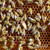 2026 Cordovan Hybrid Queen Bee - Buy 3 or more get Free Next Day Shipping 2026 Cordovan Hybrid Queen Bee - Buy 3 or more get Free Next Day Shipping