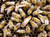 2026 Cordovan Hybrid Queen Bee - Buy 3 or more get Free Next Day Shipping 2026 Cordovan Hybrid Queen Bee - Buy 3 or more get Free Next Day Shipping