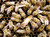 2026 Cordovan Hybrid Queen Bee - Buy 3 or more get Free Next Day Shipping 2026 Cordovan Hybrid Queen Bee - Buy 3 or more get Free Next Day Shipping