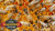 2026 Cordovan Hybrid Queen Bee - Buy 3 or more get Free Next Day Shipping